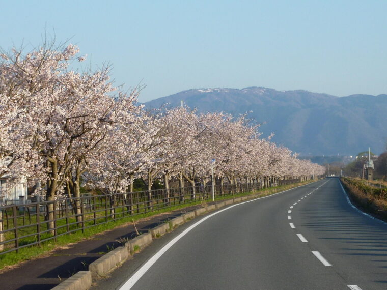 風車街道の桜