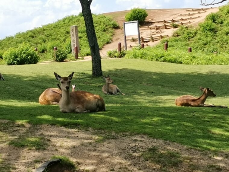 若草山の鹿