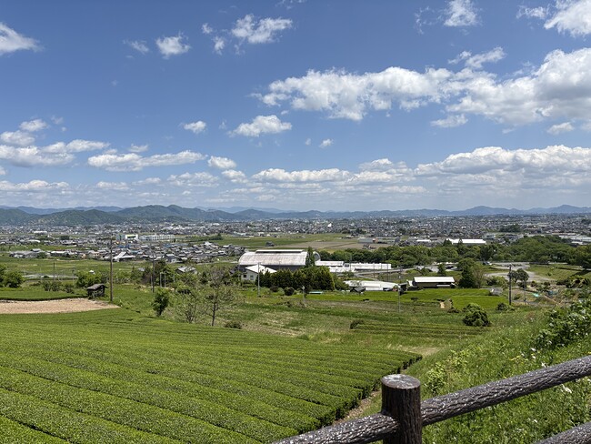 池田ふれあい街道 茶畑