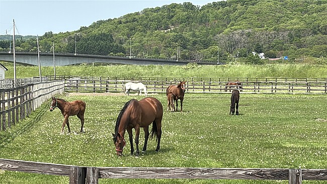 日高町 競走馬?